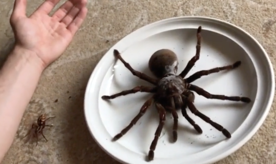 The spider on a plate next to a much smaller but still large insect and a human arm — and about the height from the elbow to the wrist