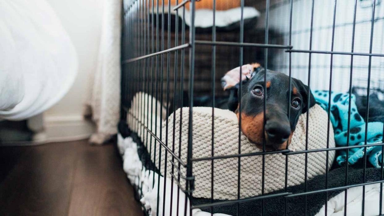 A dog laying in bed inside a dog cage