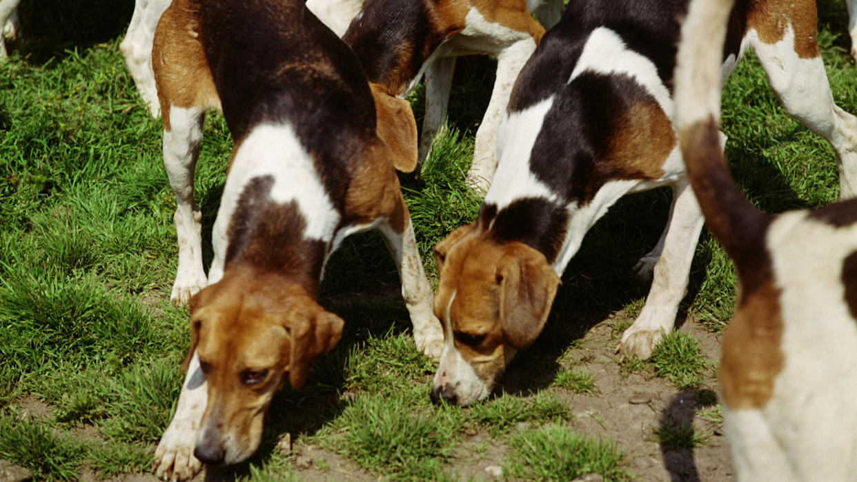 Foxhounds sniffing a scent