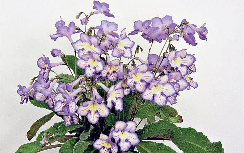 Streptocarpus ‘Mabel’ bears medium-sized primrose yellow trumpets, etched and veined in violet - Dibleys 