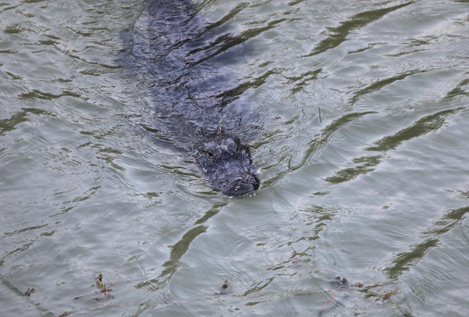 This file photo shows an alligator gliding through an inlet along the Rio Grande on February 23, 2018, in McAllen, Texas.