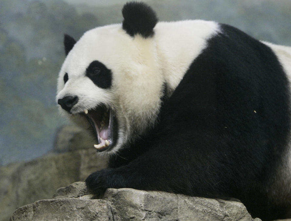 FILE - Panda Mei Xiang yawns as she rests in her pen on a hot sunny day, June 7, 2007, at the National Zoo in Washington. Panda lovers in America received a much-needed injection of hope Wednesday, Nov. 15, 2023, as Chinese President Xi Jinping said his government was “ready to continue” loaning the black and white icons to American zoos. (AP Photo/Ron Edmonds, File)