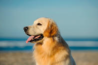 <p>El Golden Retriever es una de las razas de perros más populares en los Estados Unidos. Son tolerantes y amistosos, y pueden ser perros de trabajo debido a su gran inteligencia. Son también atletas naturales, ágiles y obedientes. – Foto: Tara Gregg/Getty Images for EyeEm </p>