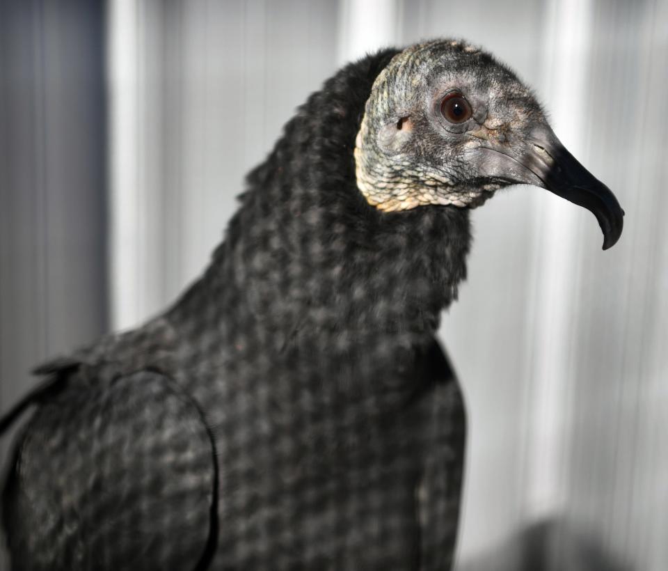 Seen in 2018, Morticia is a black vulture who had a birth defect and arrived at Wild Bird Rescue in 2016.