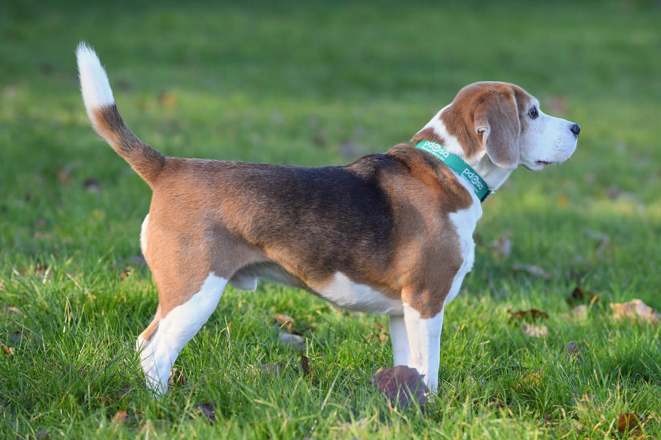 Apparently Luigi has become a big fan of walks after losing so much weight (Picture: PDSA/Tom Martin, WALES NEWS SERVICE)   