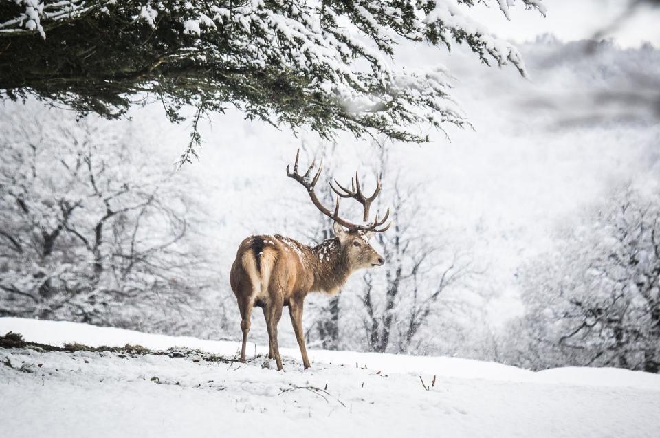 <p>Red Deer Stag in the snow, part of a captive herd in Chatsworth Park, Derbyshire.</p>