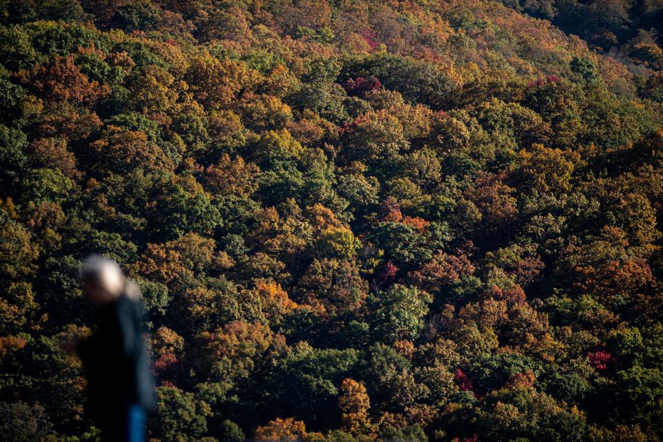 Fall colors are seen along the Blue Ridge Parkway, October 19, 2023.