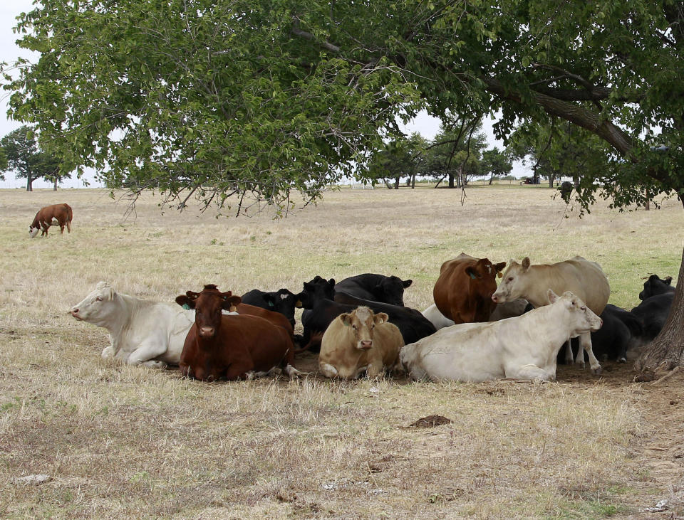 Cattle seek refuge from the heat under a tree near Wayne, Okla., Thursday, July 26, 2012. The drought that is worsening across the U.S. is also intensifying in Oklahoma, the U.S. Drought Monitor reported, leaving cattle ranchers looking for ways to feed their herds. (AP Photo/Sue Ogrocki)