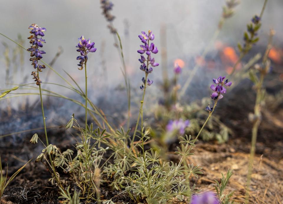 Wild lupine is seen growing at the edge of a fire line during a prescribed burn on Thomas Mountain in Mountain Center, Calif., Friday, June 16, 2023. 