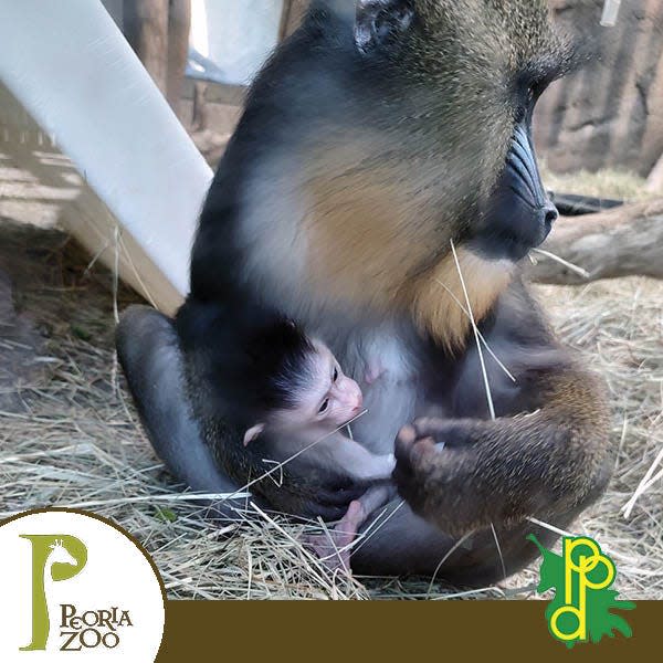 Mama Kofola and her baby are seen in this image posted on the Peoria Zoo Facebook page.