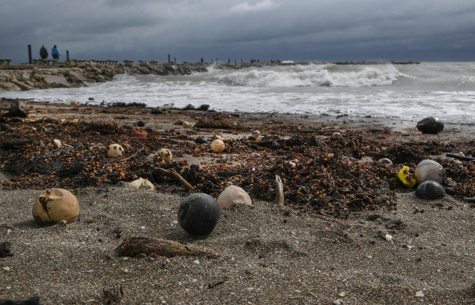 Hundreds of sea turtle eggs, seeds and coconuts are seen along the shoreline of Jetty Park on Thursday, Sept. 29, 2022, in Fort Pierce, Fla. The outer bands of Hurricane Ian disturbed the nests and eroded the shoreline of the beach.