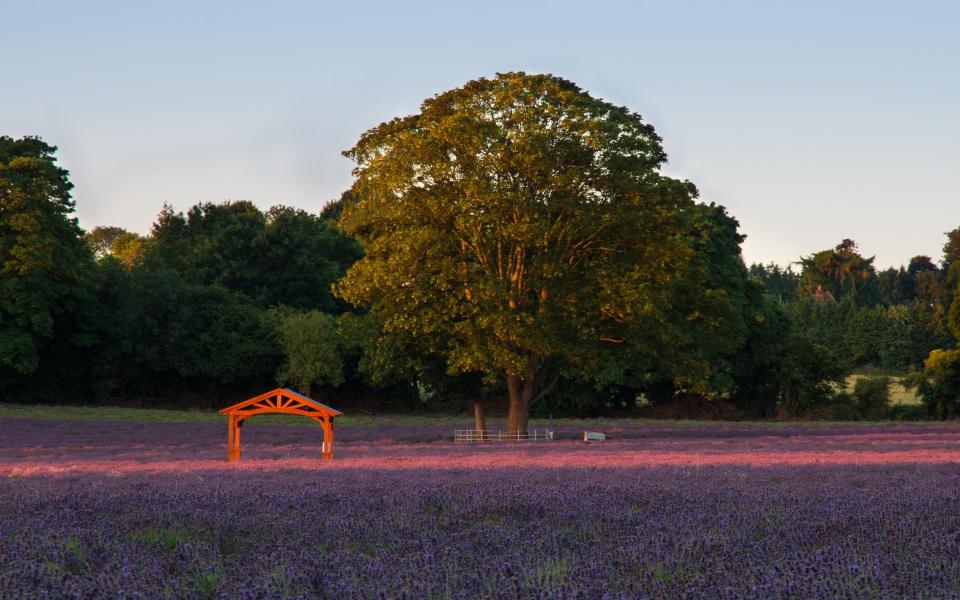 Provence... or Croydon? - Getty