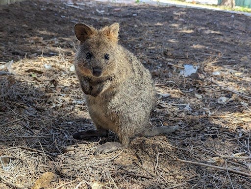 A quokka on Rottnest Island near Perth, Australia.