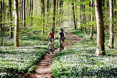 Cycling through a Danish forest - Credit: getty