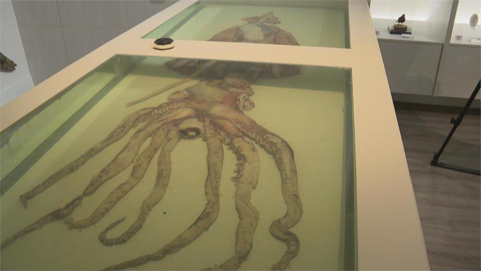  全台第二大！　自然史博物館秀「大王魷魚標本」