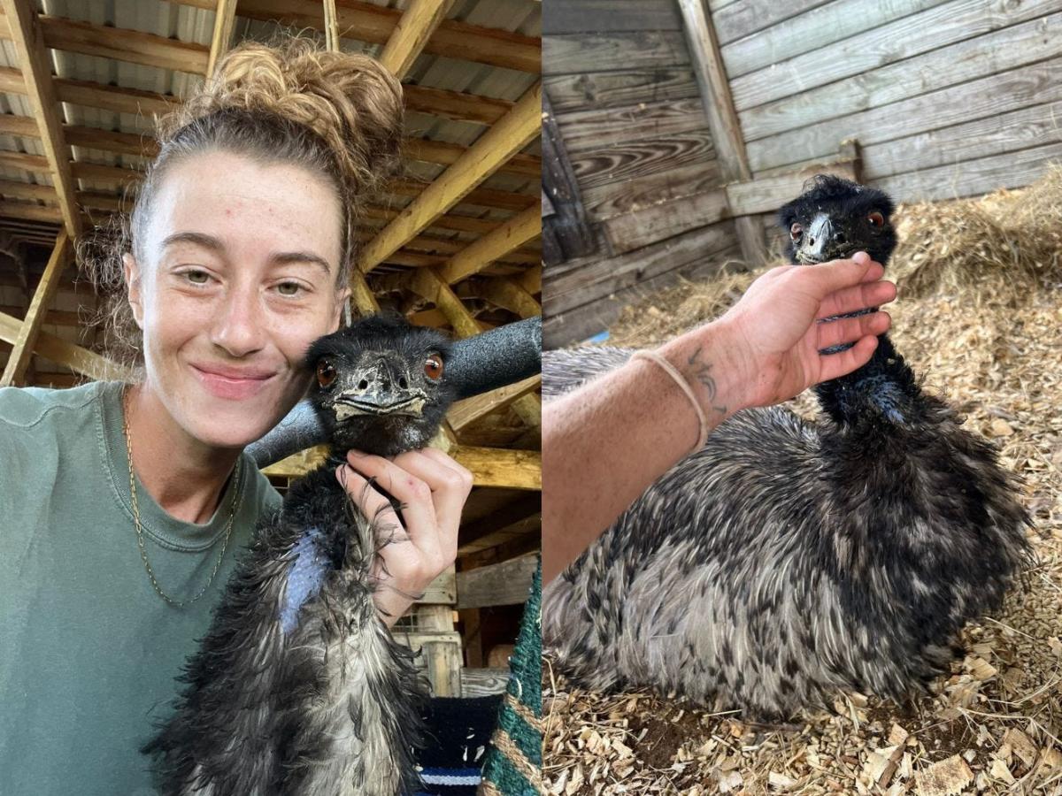 Experts are warning the owner of a TikTok-famous emu not to kiss and cuddle the bird after she said it had bird flu, calling it “extremely dangerous.”