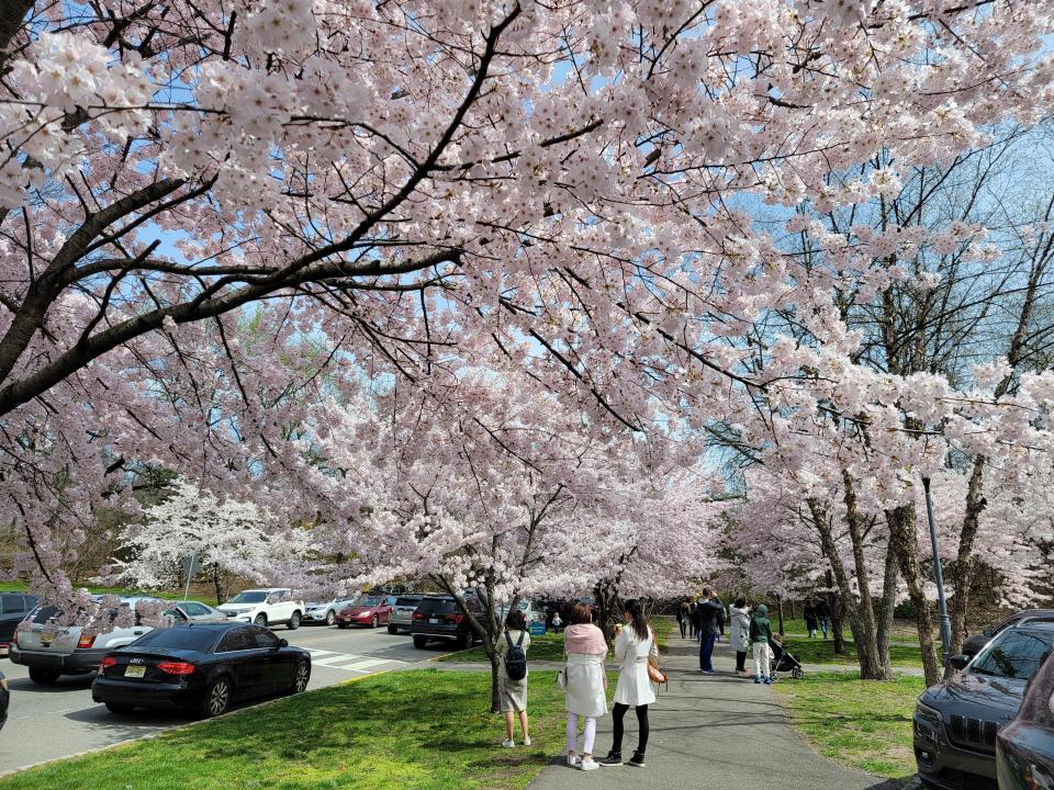 Three women wearing white and pink stop to take a photo of the white and pink blossoms along a path.