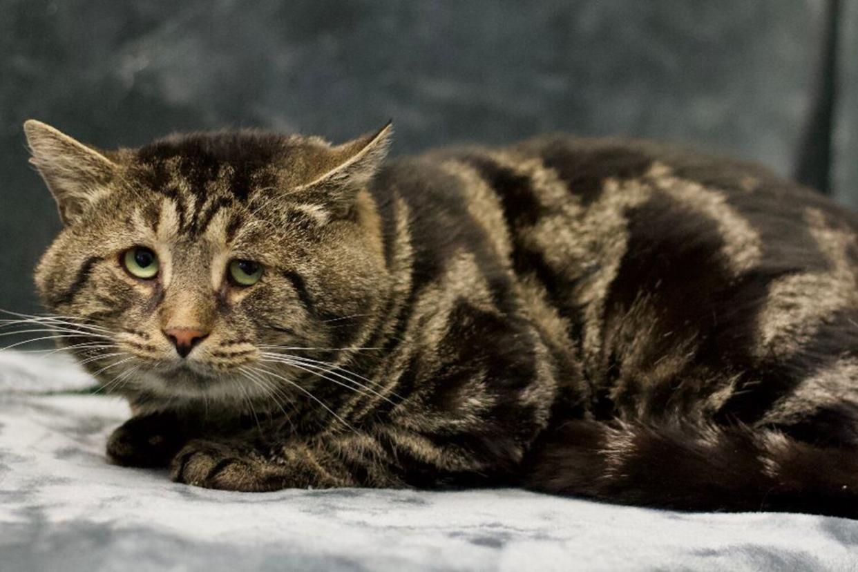 Depressed Cat Named Fishtopher Adopted