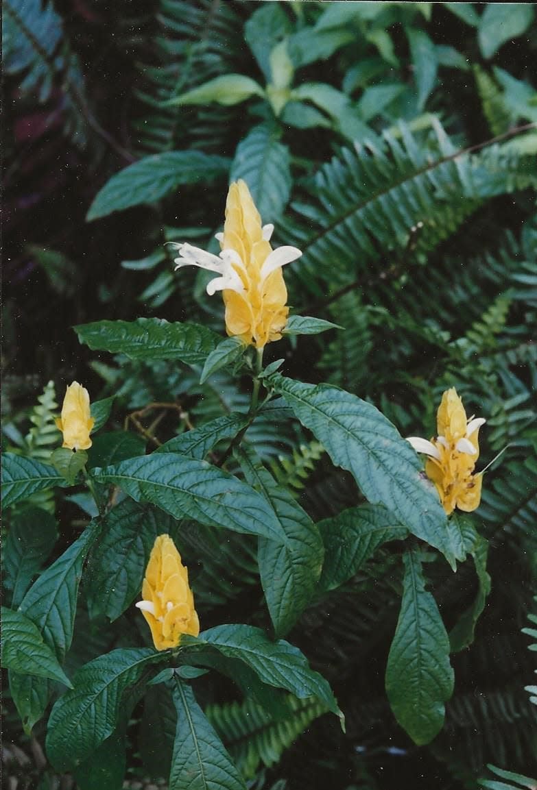 Yellow candles is a 3- to 4-foot-tall herbaceous perennial from Tropical America.