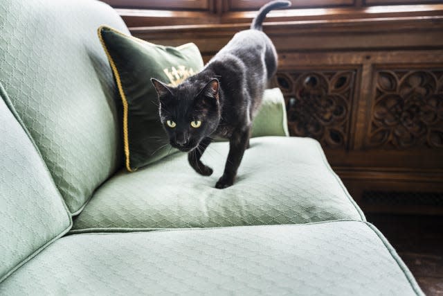 Clem walking along a sofa in Sir Lindsay's office