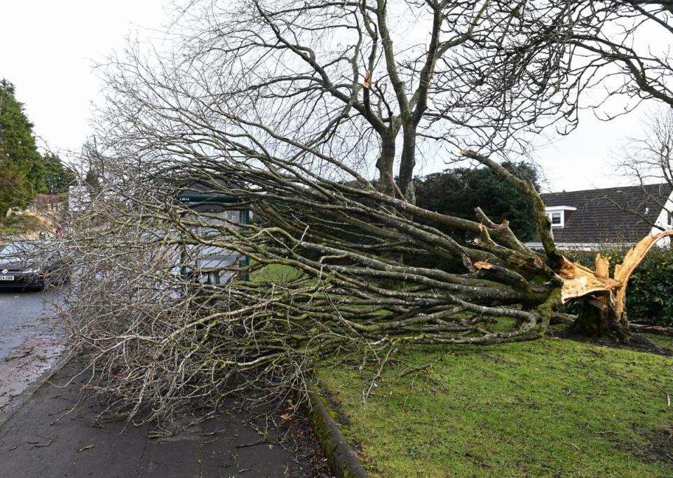 A fallen tree lies at a bus stop, during Storm Isha, in Linlithgow, Scotland (REUTERS)