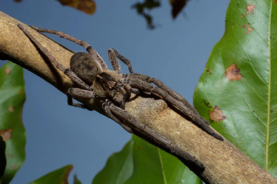 A aranha-armadeira é altamente venenosa, e levanta suas patas dianteiras para intimidar outros animais e se defender (Imagem: Thomas Fuhrmann/CC-BY-4.0)