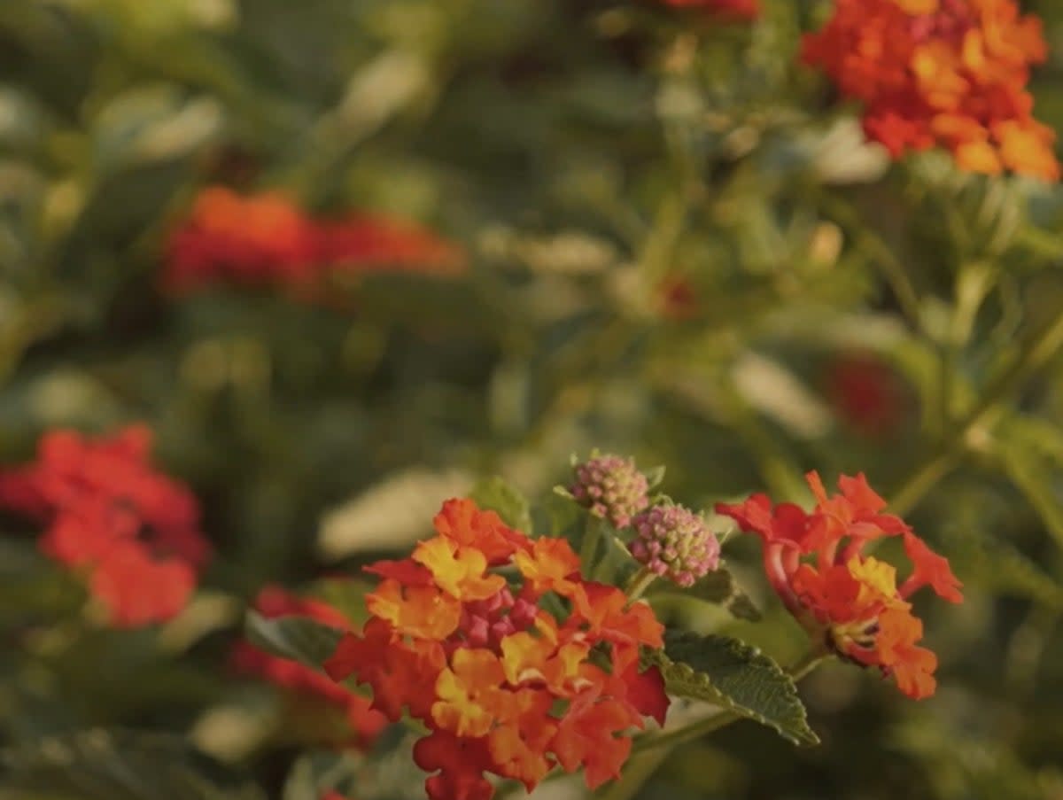 Researchers say ‘lantana’ has invaded more than 50 per cent of tiger reserves in India. It kills other native plants in its vicinity, leading to the depletion of food for the herbivores (Shola Trust / YouTube)