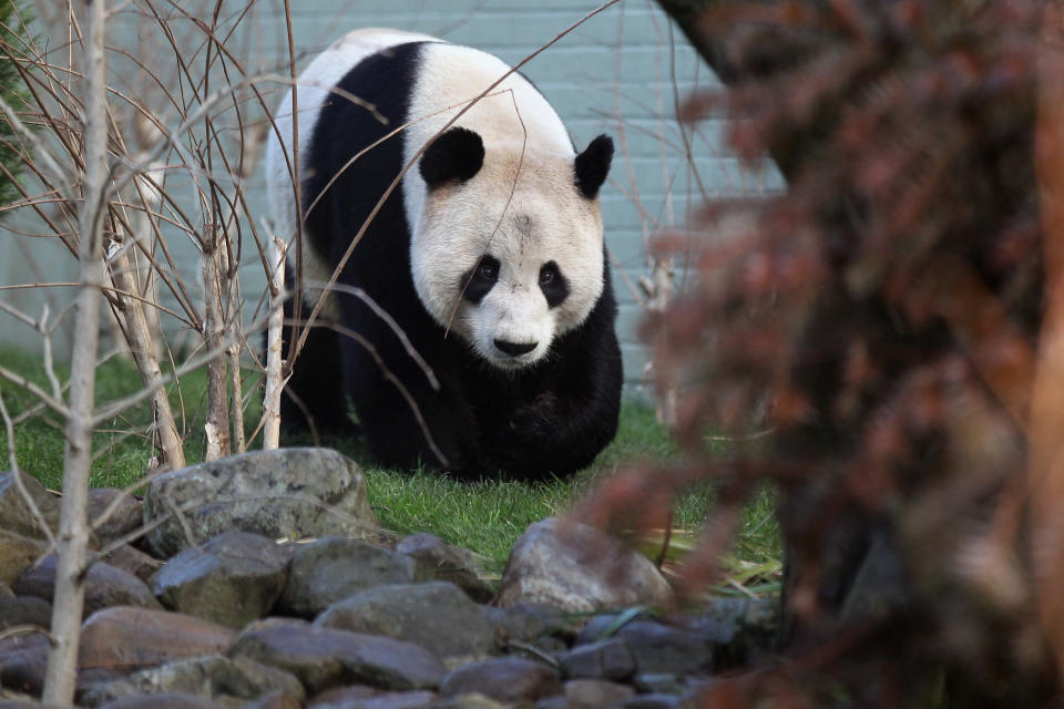 Two Giant Pandas Make Their First Appearance In Front Of The Media Since Arriving From China