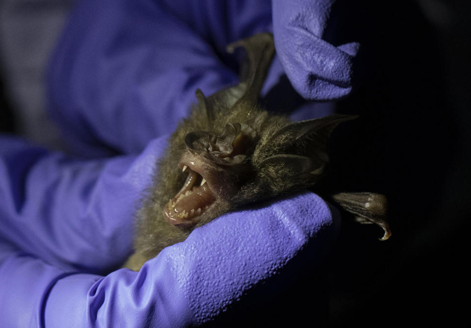 A researcher catches a bat to measure inside Sai Yok National Park in Kanchanaburi province, west of Bangkok, Thailand, Friday, July 31, 2020. Researchers in Thailand have been trekking though the countryside to catch bats in their caves in an effort to trace the murky origins of the coronavirus. (AP Photo/Sakchai Lalit)