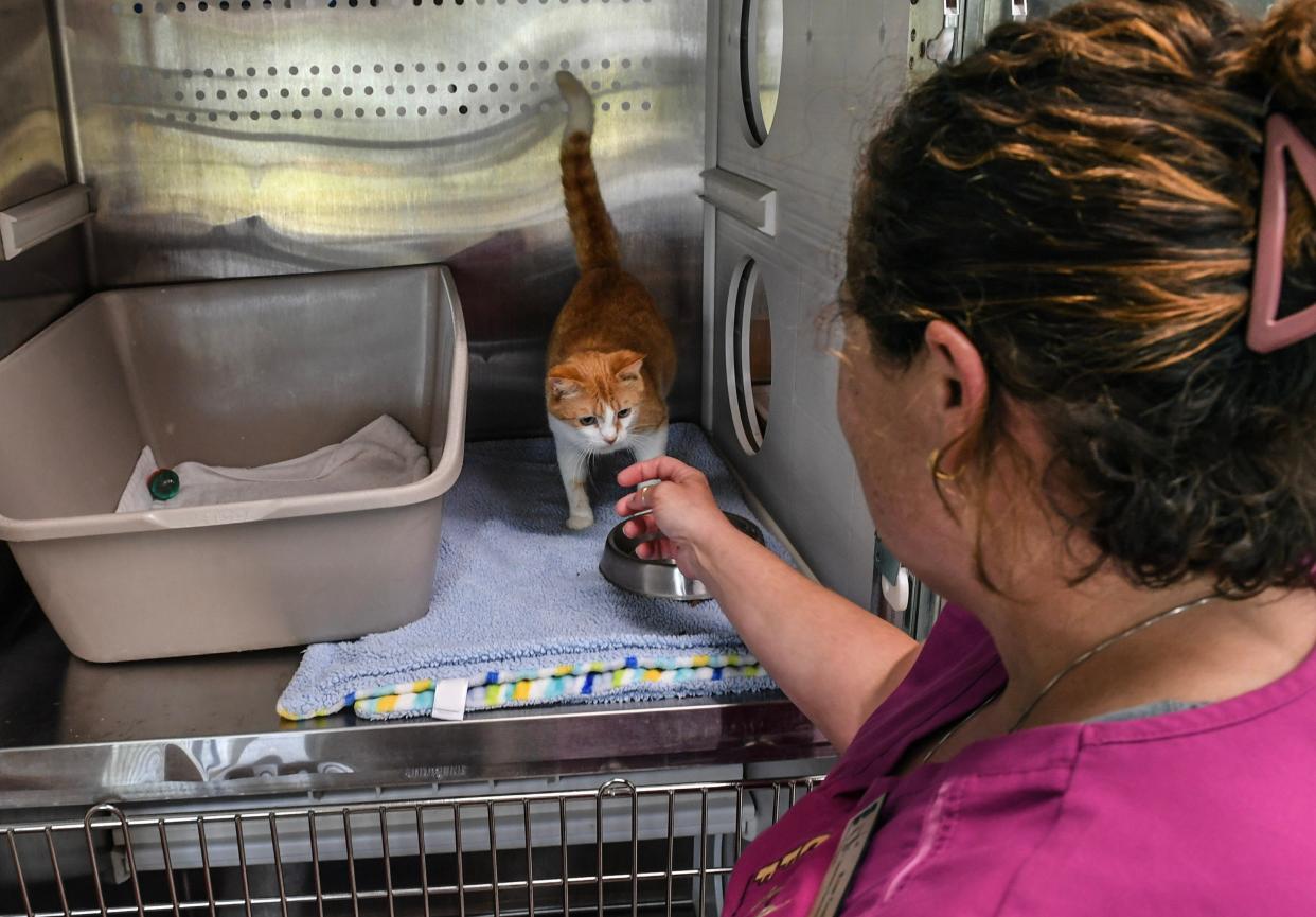 Kim Guile, sanctuary operations manager at Caring Fields Felines, checks in on Remy, a pregnant stray cat at the shelter on Tuesday, April 9, 2024, in Palm City. Volunteers are needed to help with fostering the shelter’s new kittens during the spring and summer months.