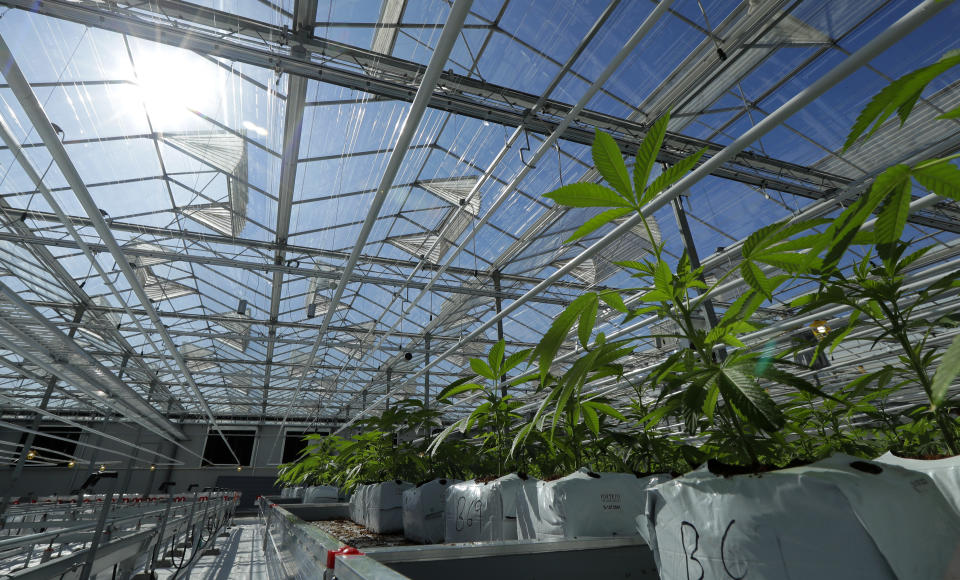 FILE - In this Sept. 25, 2018, file photo, marijuana plants are shown growing in a massive tomato greenhouse being renovated to grow pot in Delta, British Columbia, that is operated by Pure Sunfarms, a joint venture between tomato grower Village Farms International, and a licensed medical marijuana producer, Emerald Health Therapeutics. China has become the latest Asian country to warn its citizens in Canada about marijuana after it was legalized for recreational use there. (AP Photo/Ted S. Warren, File)