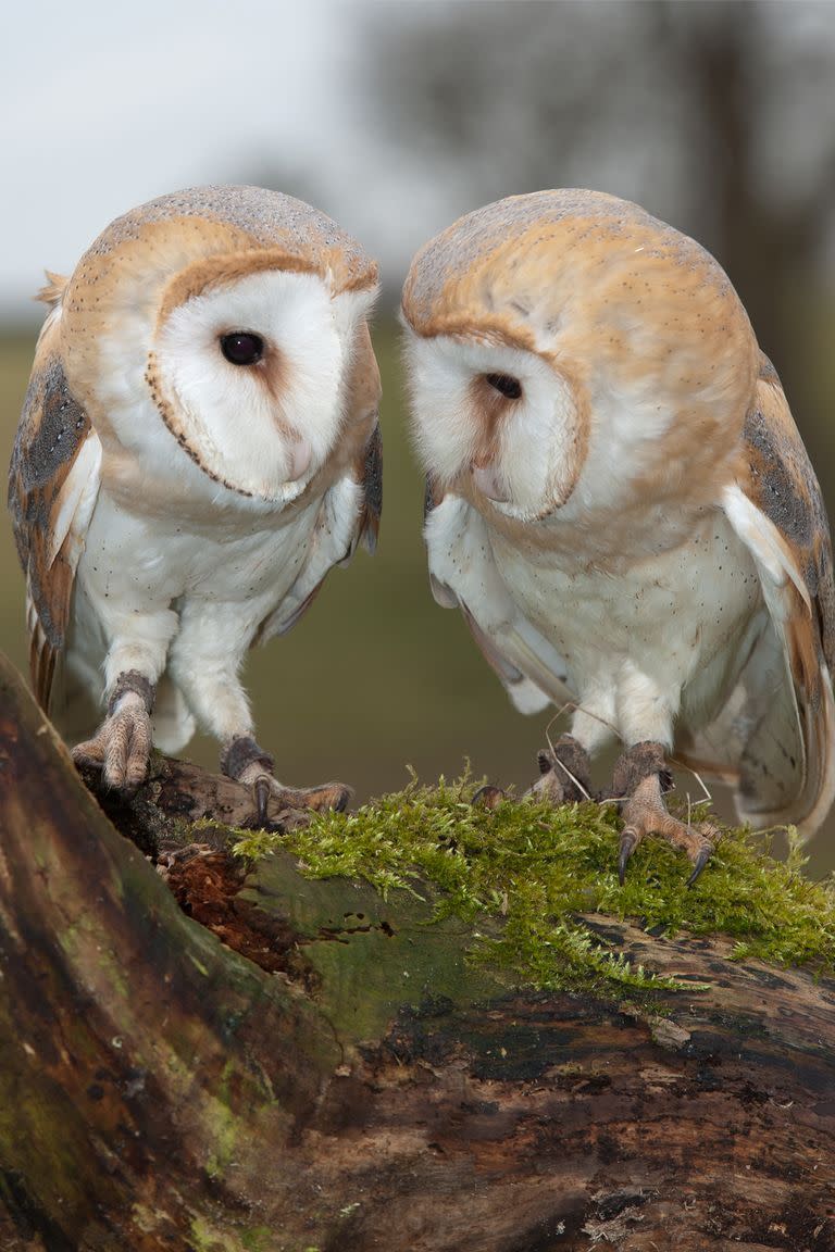 34) Barn owls get divorced.