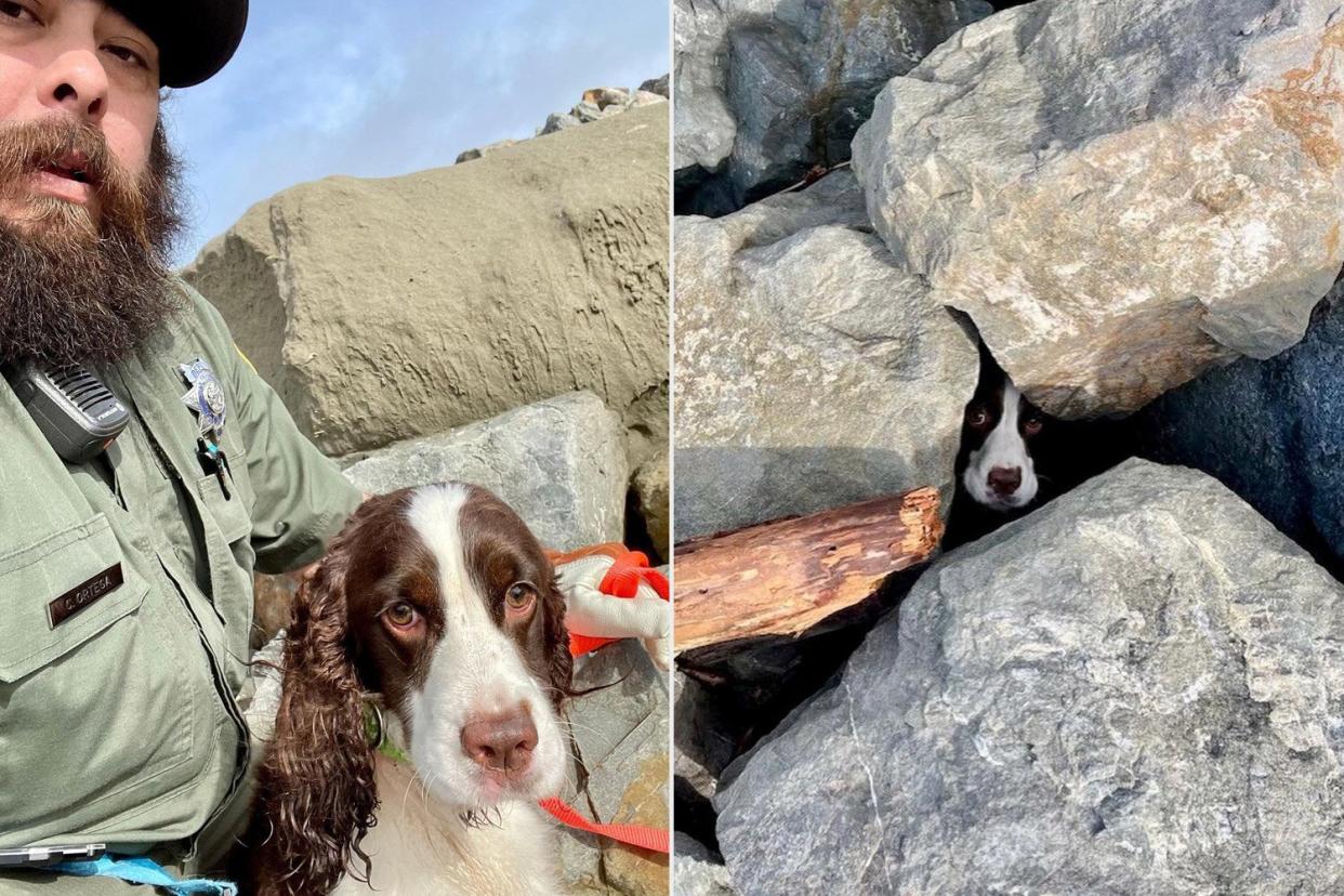 Dog Trapped Under Rock Pile at San Francisco's Ocean Beach Rescued