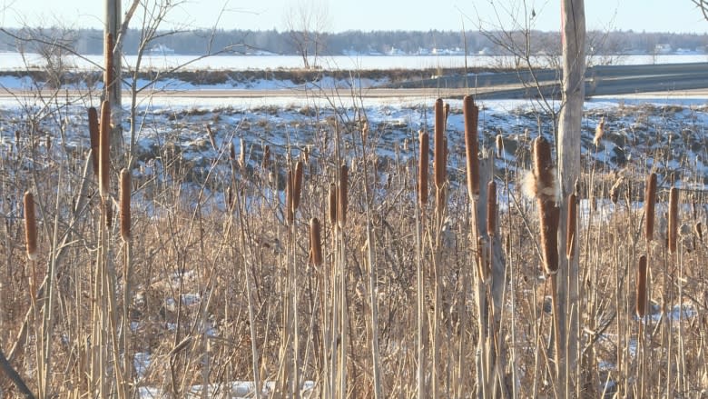 ERCA working with Caldwell First Nation to create wetland habitat