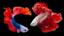 <p> <strong>Betta splendens</strong> <br> <strong>Class: </strong>Actinopterygii<br> <strong>Diet:</strong> Carnivore<br> <strong>Lifespan:</strong> Up to 3 years </p> <p> Betta fish are quite popular fish found in home aquariums. They&apos;re colorful, energetic, and have beautiful flowing fins. These freshwater fish are from Southeast Asia, and have grown in popularity over the last several years. However, they aren&apos;t as easy to take care of as some may think and are notoriously mistreated in the fish industry, so you&apos;ll want to be somewhat experienced before you add them to your tank. Betta fish can be aggressive, especially males, so choose their tankmates carefully &#x2013; they aren&apos;t fond of other aggressive fish, or ones that are particularly right in color. They enjoy hiding and exploring in their tanks, which should be full of warm water, and they thrive in larger tanks.&#xA0; </p>