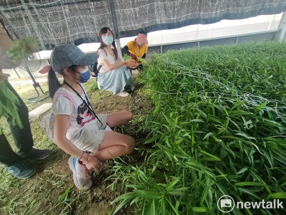 遊客體驗親手拔空心菜。   唐復年/攝