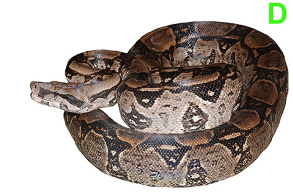 A Boa atlantica, or Atlantic Forest boa constrictor. Photo from Gonzalez, Bezerra de Lima, Passos and Silva (2024)