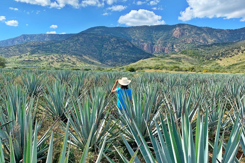 Agave field Rancho El Coyto - Tequila