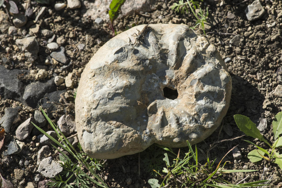 <em>The team studied fossils as well as living molluscs (Picture: Getty)</em>