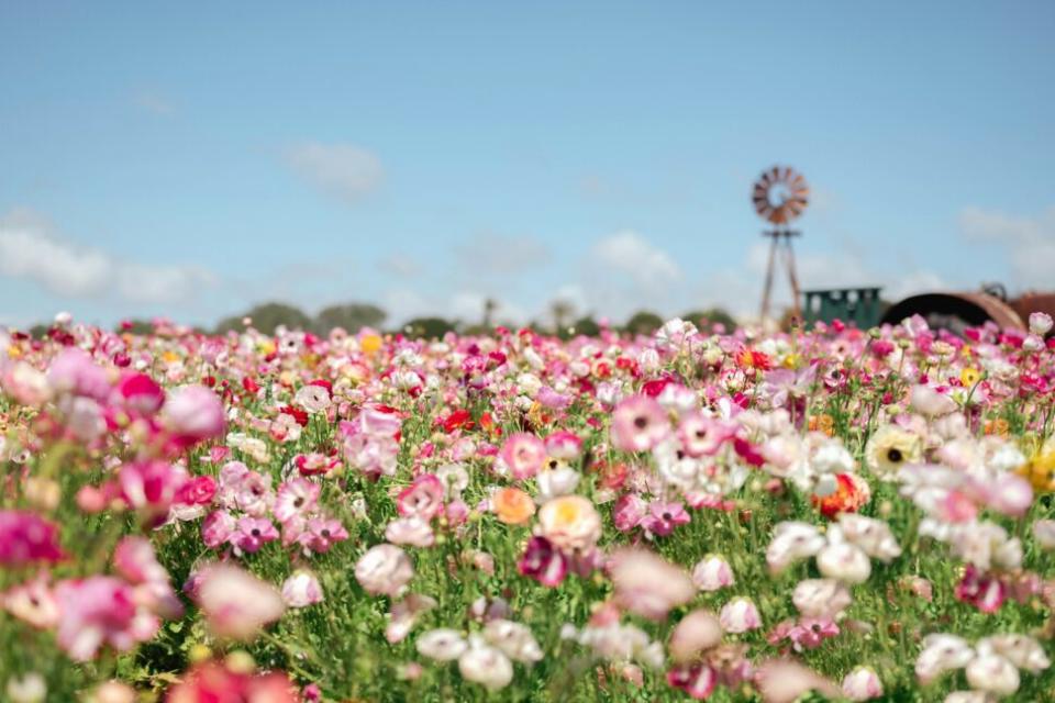 flower fields in Carlsbad