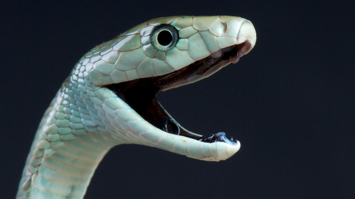  close up of a black mamba with its mouth open on a black background 