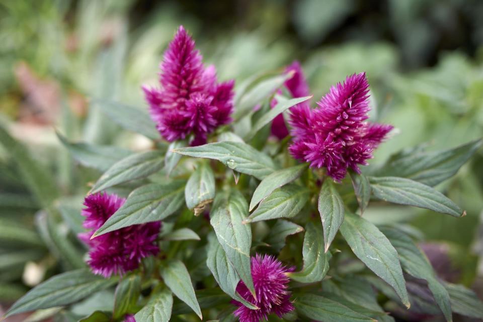 fall flowers for pots containers celosia