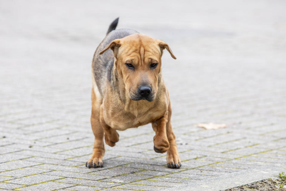 Shar Pei puppy