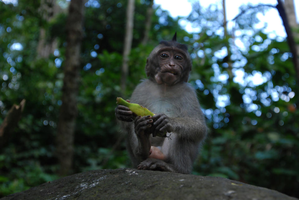 聖猴森林庇護所 (Photo by William Cho, License: CC BY-SA 2.0, Wikimedia Commons提供, 圖片來源commons.wikimedia.org/wiki/File:Bali_–_The_Sacred_Monkey_Forest_Sanctuary_(2688747778).jpg)