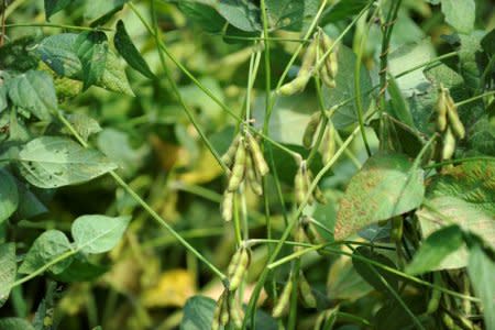 FILE PHOTO: Soybean plants around 45-days before harvest are seen on a farm near Norborne, Missouri, U.S., August 28, 2018. REUTERS/Dave Kaup/File Photo