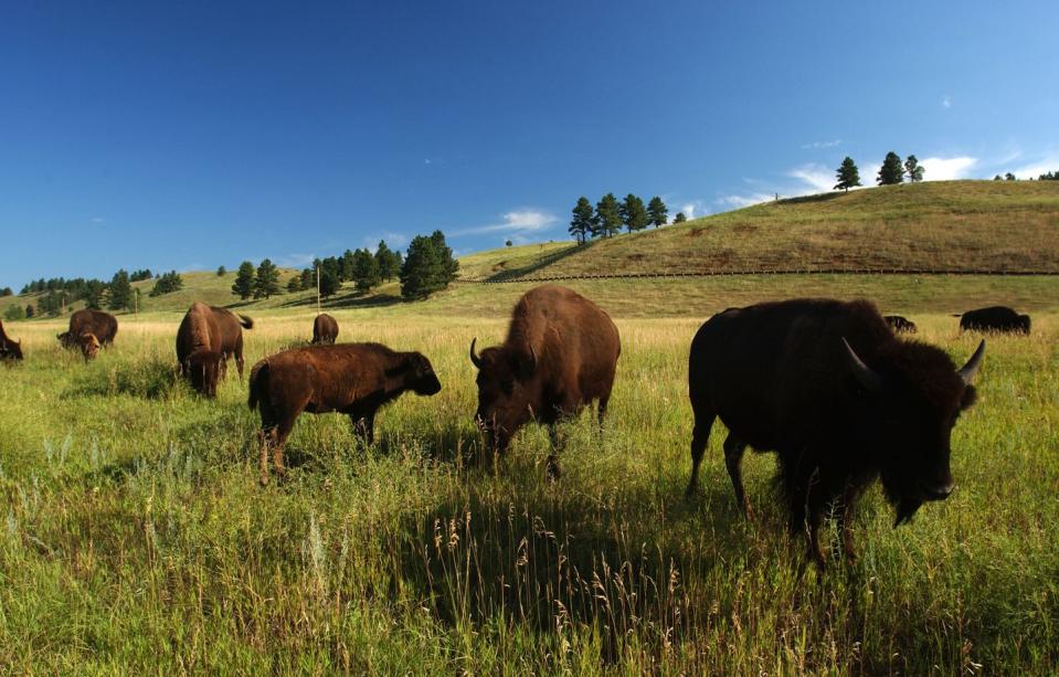 Custer State Park - South Dakota