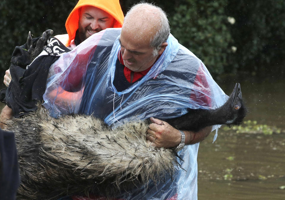 Paul Zammit carries his pet emu, Gookie, after rescuing her from floodwater in Windsor, northwest of Sydney, New South Wales, Australia, Tuesday, March 23, 2021. Hundreds of people have been rescued from floodwaters that have isolated dozens of towns in Australia's most populous state New South Wales and forced thousands to evacuate their homes as record rain continues to inundate the country's east coast. (AP Photo/Rick Rycroft)