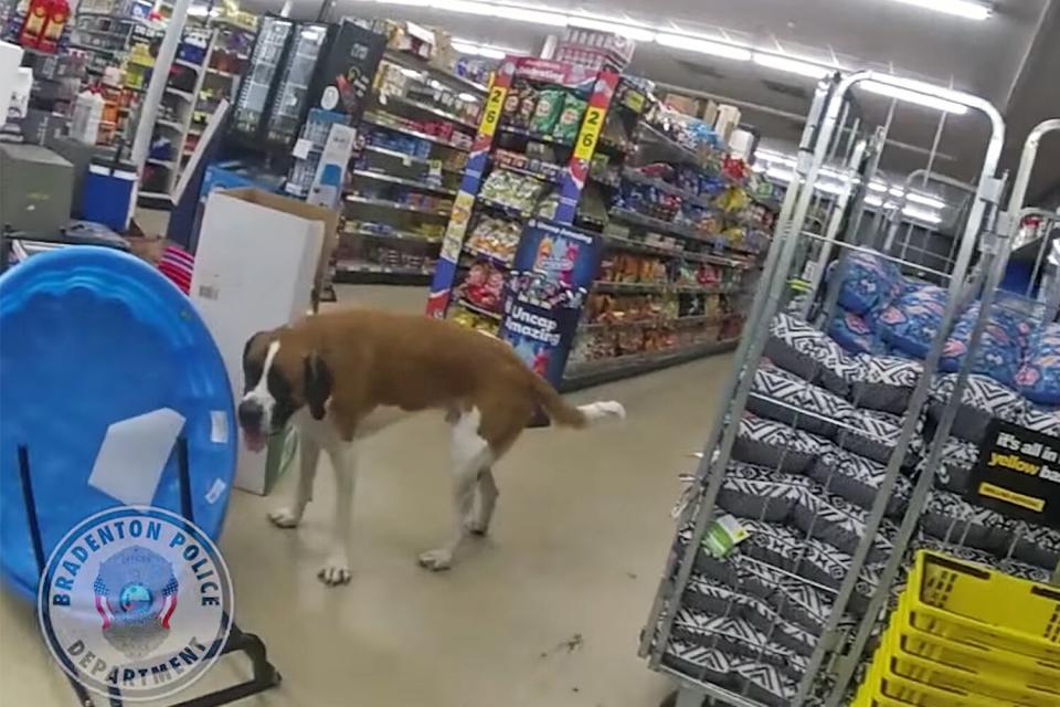 Lost dog found at dollar store