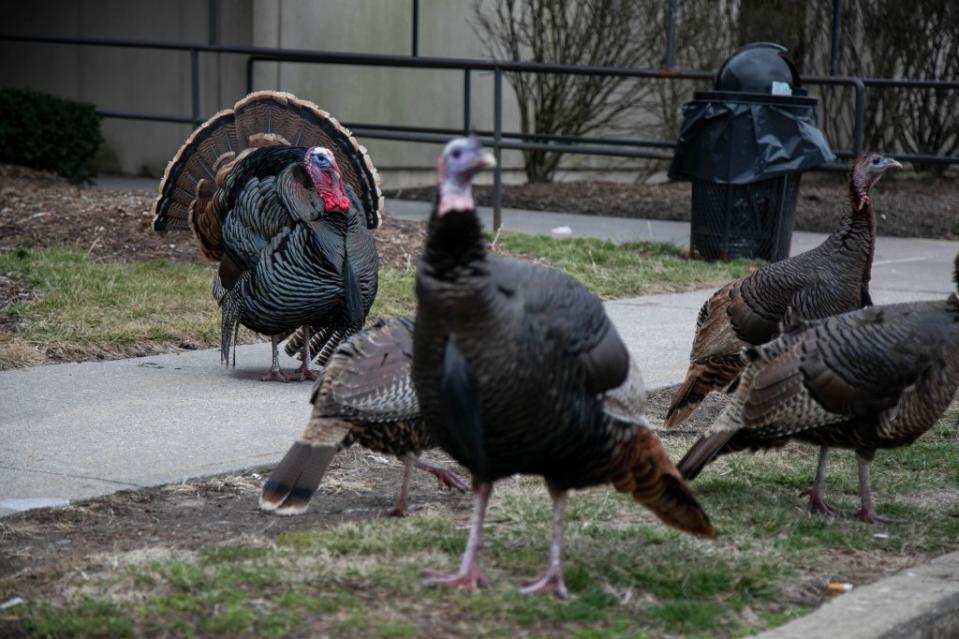 Hickey says the turkeys “literally control” his Midland Beach neighborhood. Michael Nagle