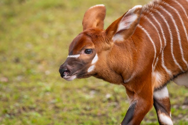 A male mountain bongo calf which was born at Marwell Zoo